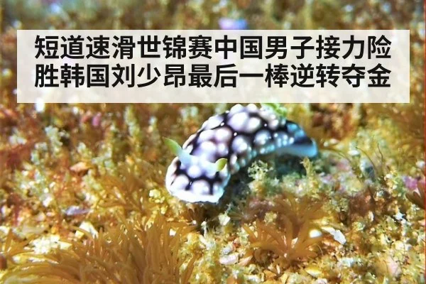 短道速滑世锦赛中国男子接力险胜韩国刘少昂最后一棒逆转夺金